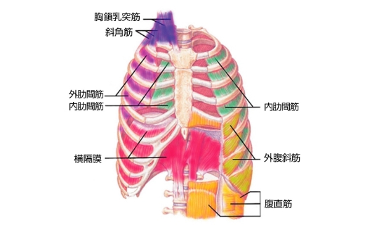 呼吸筋トレーニング器具 肺の呼吸筋力を鍛える筋トレなら Powerbreathe